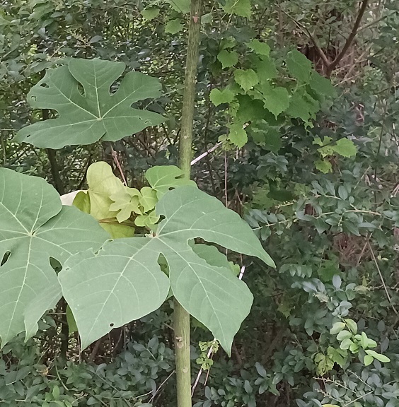 Chinese parasol tree.